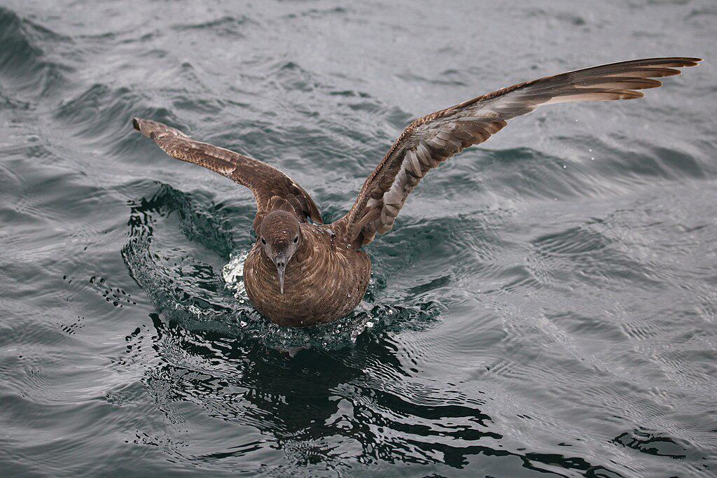 Sooty Shearwater. DKRKaynor, CC BY-SA 4.0 https://creativecommons.org/licenses/by-sa/4.0, via Wikimedia Commons