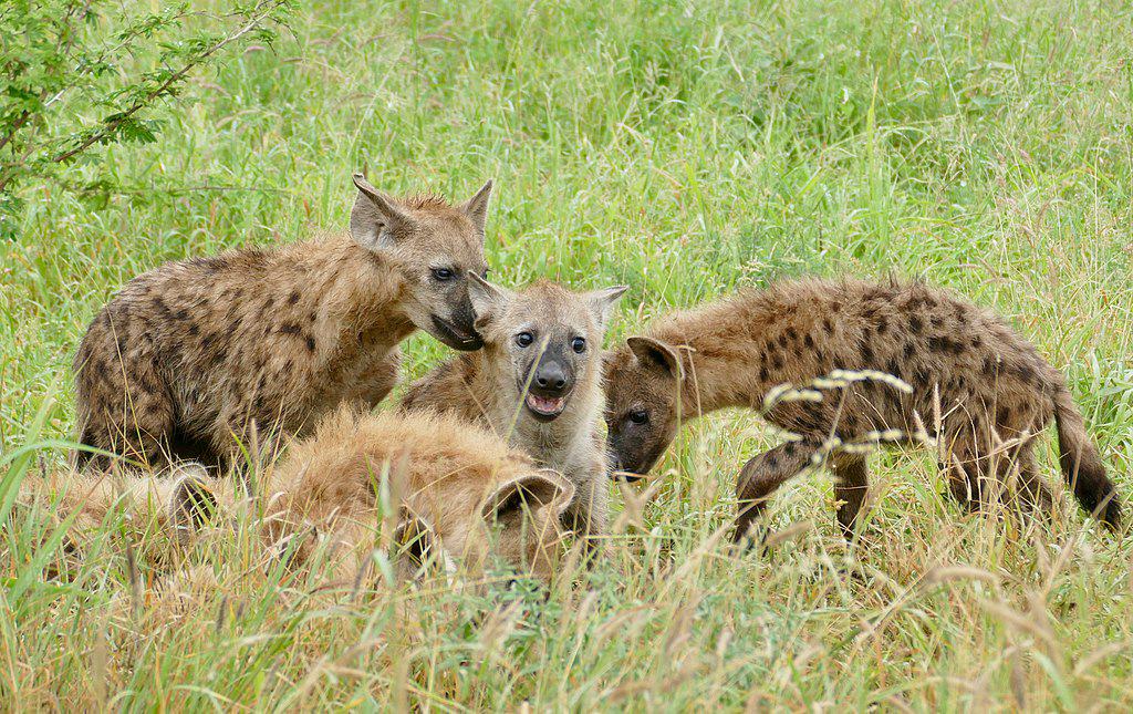 spotted hyena