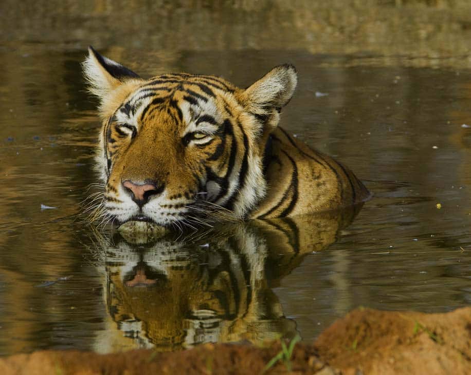 Bengal tiger