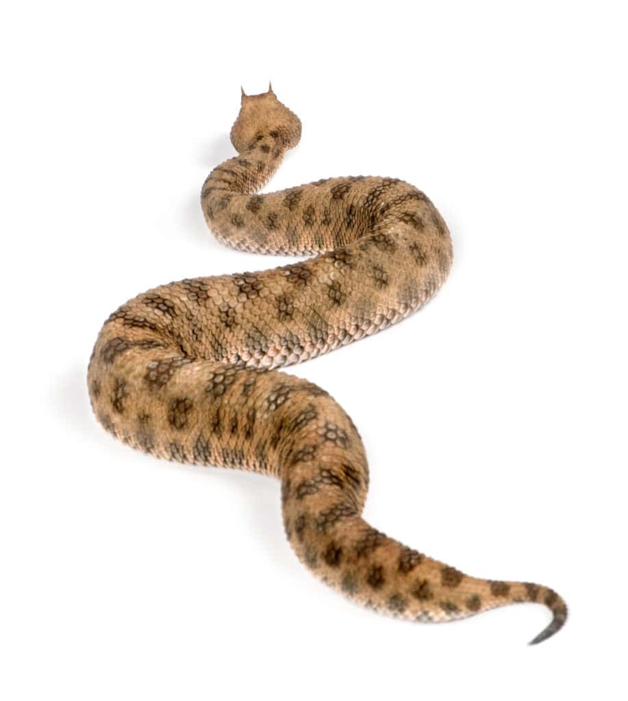 The Spider-Tailed Horned Viper Snake Bite