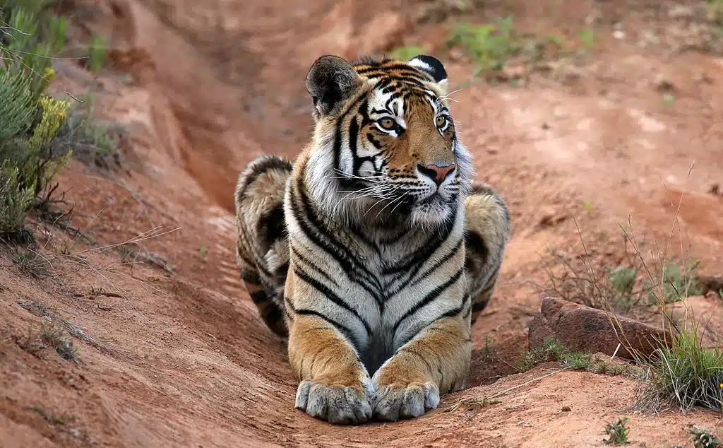 tiger canyon
