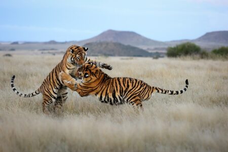 Asian Tigers Roaming the African Savannah
