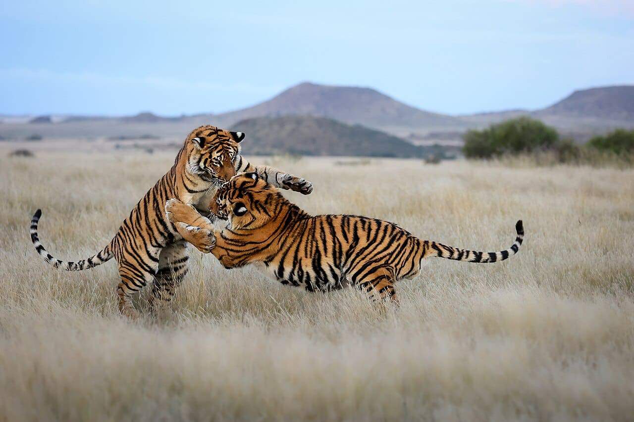 tigers in africa