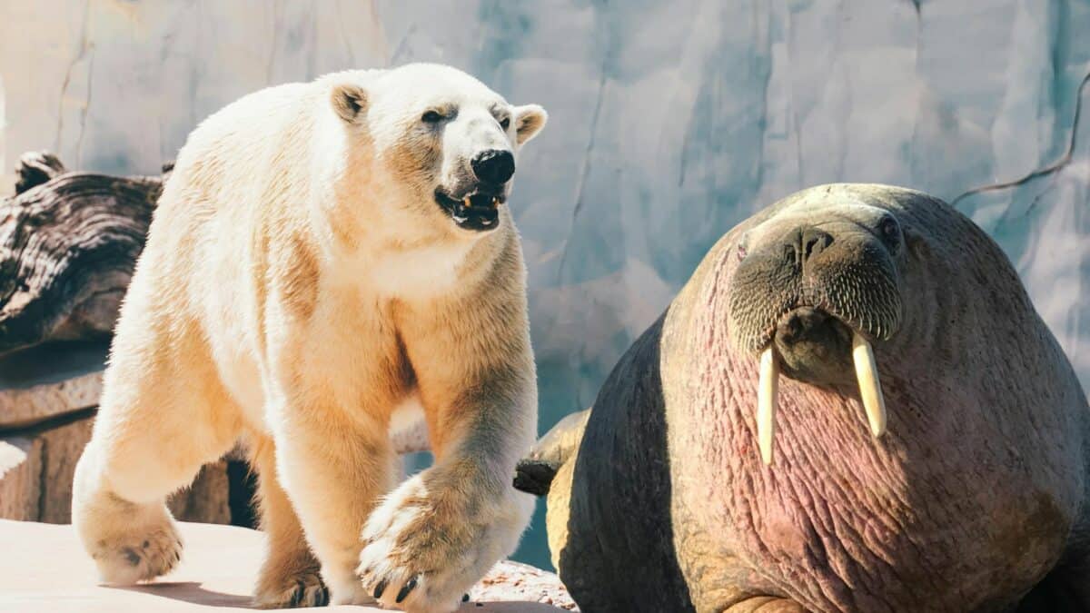 Walrus Against Polar Bear