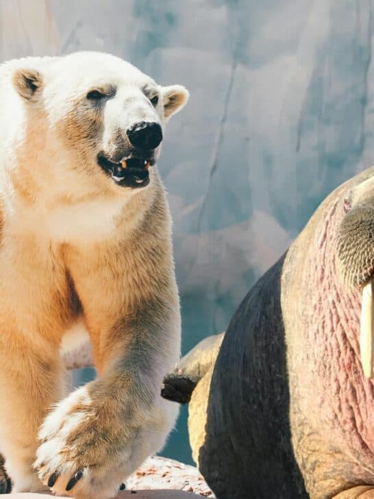 Watch: Walrus Stands Up Against Polar Bear