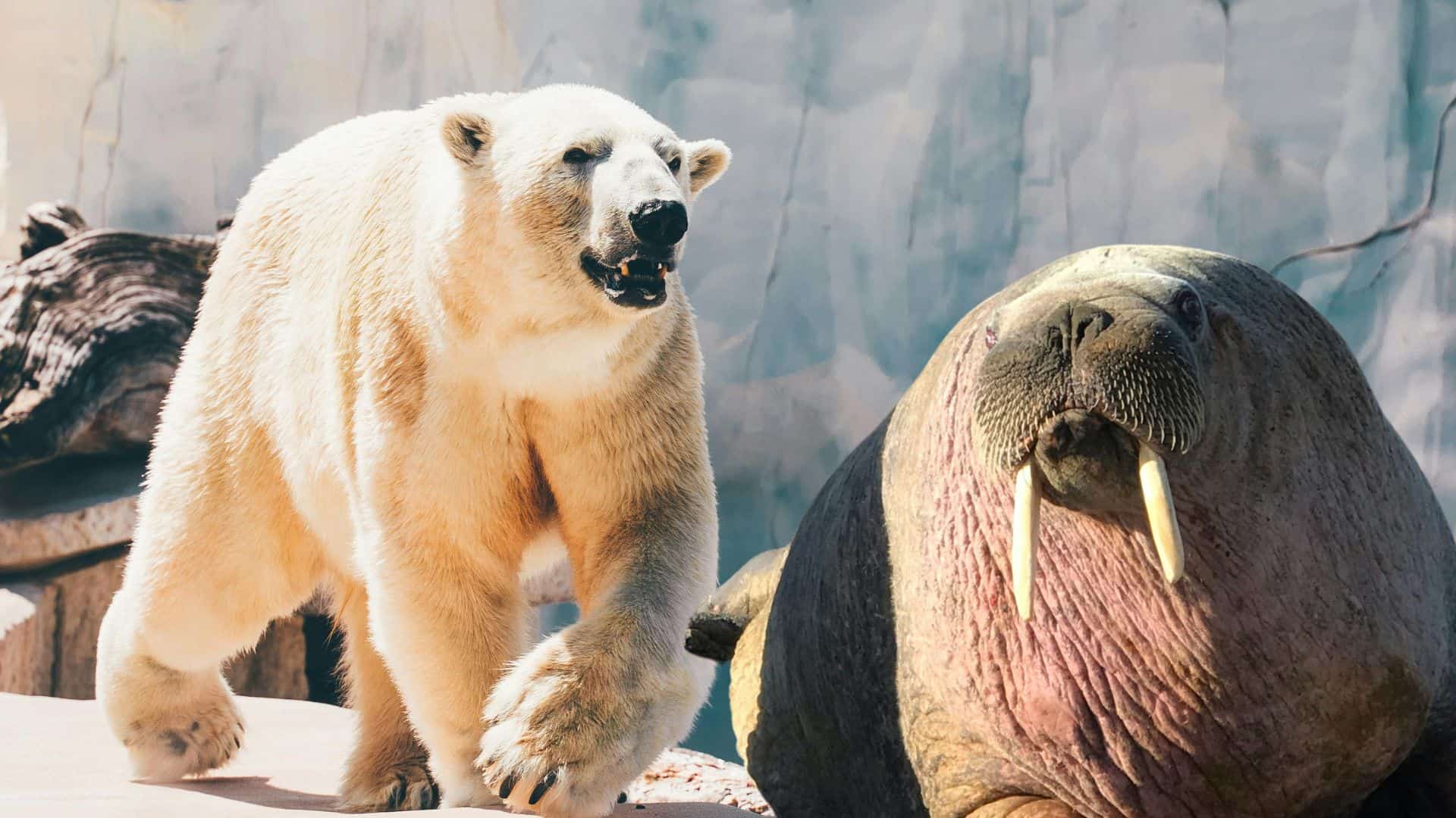 Walrus Against Polar Bear