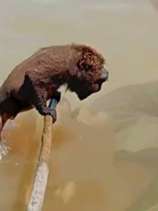 Watch: Monkey Get Saved by Fishermen