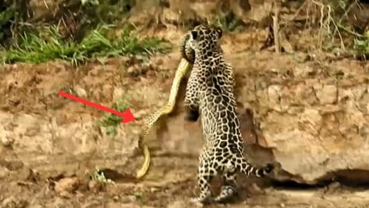 Watch: Jaguar Drags Huge Anaconda from River