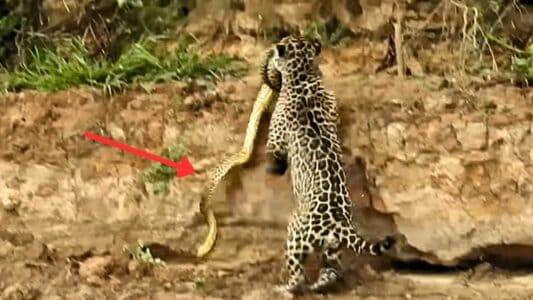 Anaconda Dragged From River By Brave Jaguar