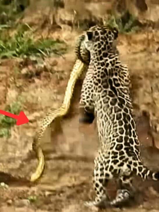 Watch: Jaguar Drags Huge Anaconda from River