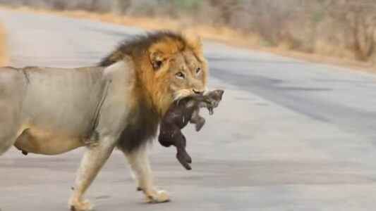 Brutal Male Lion Kills Baby Hyena to Show His Power