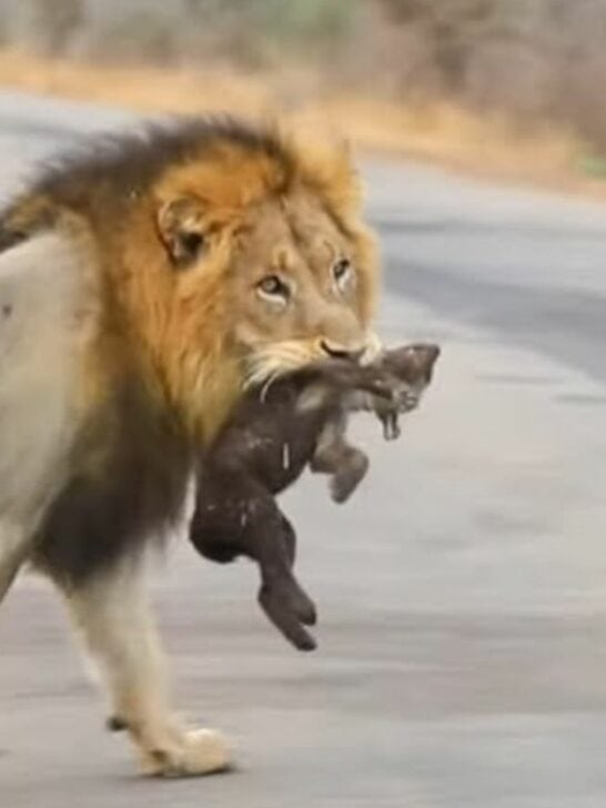 Brutal Male Lion Kills Baby Hyena to Show His Power