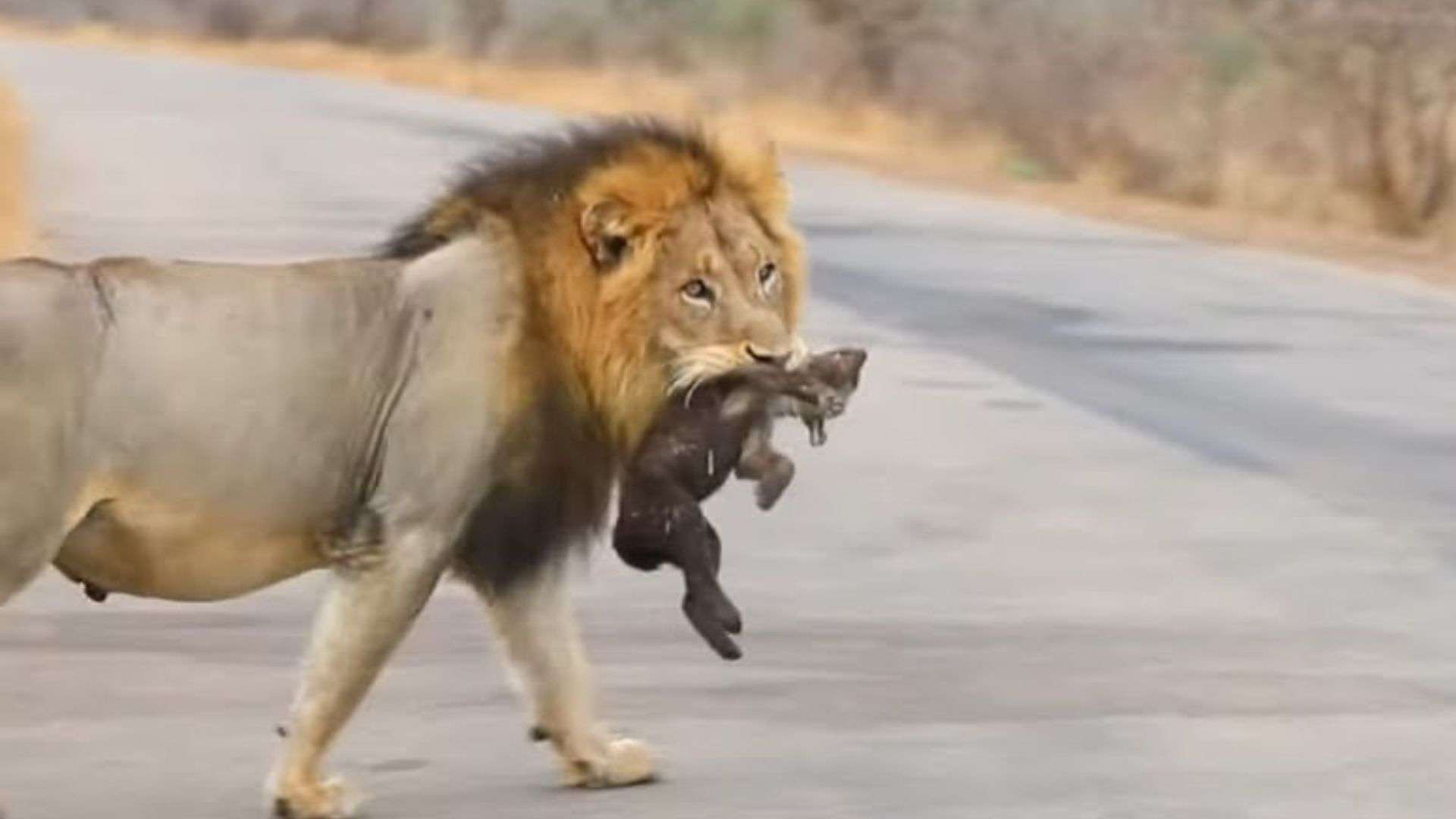 Lion Kills Baby Hyena
