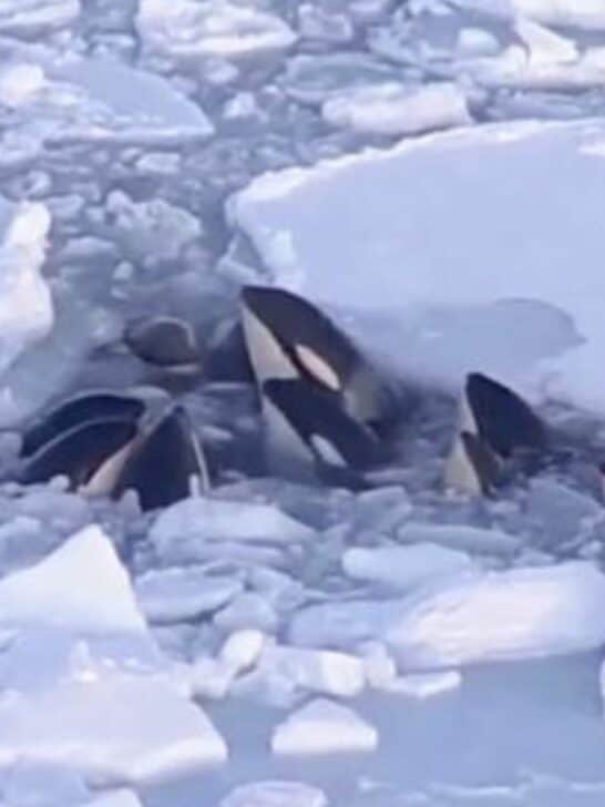 Rare Sight: Pod of Killer Whales Bobbing Through Ice