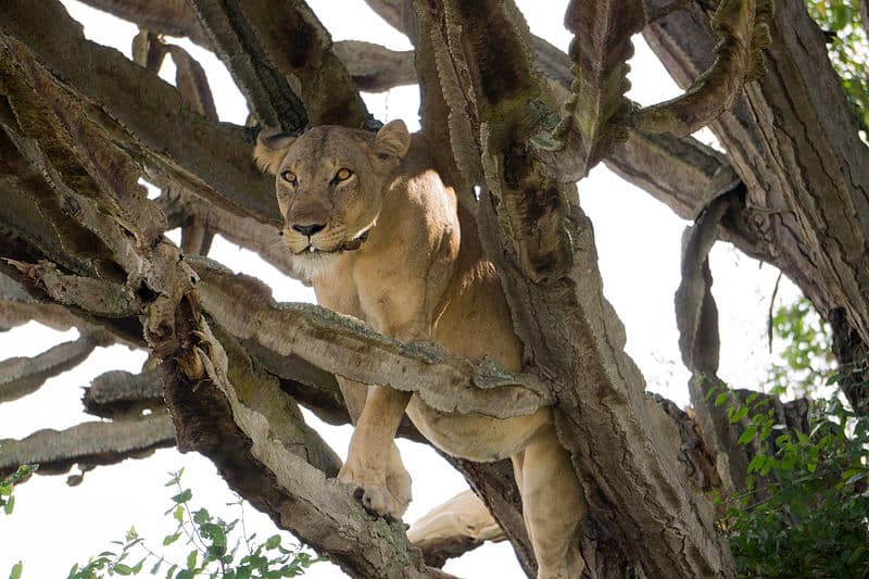 lion in tree