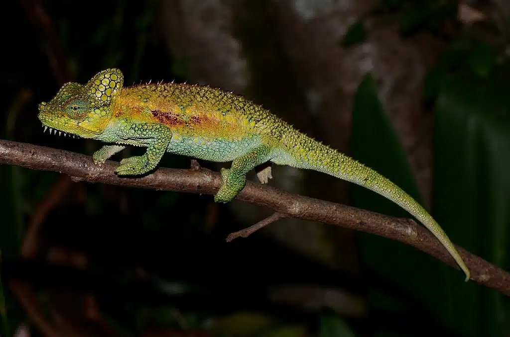 Helmeted chameleon