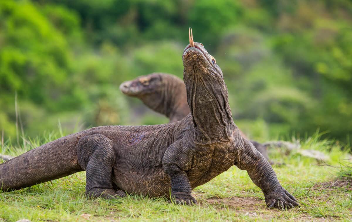 Two Komodo Dragon in nature.