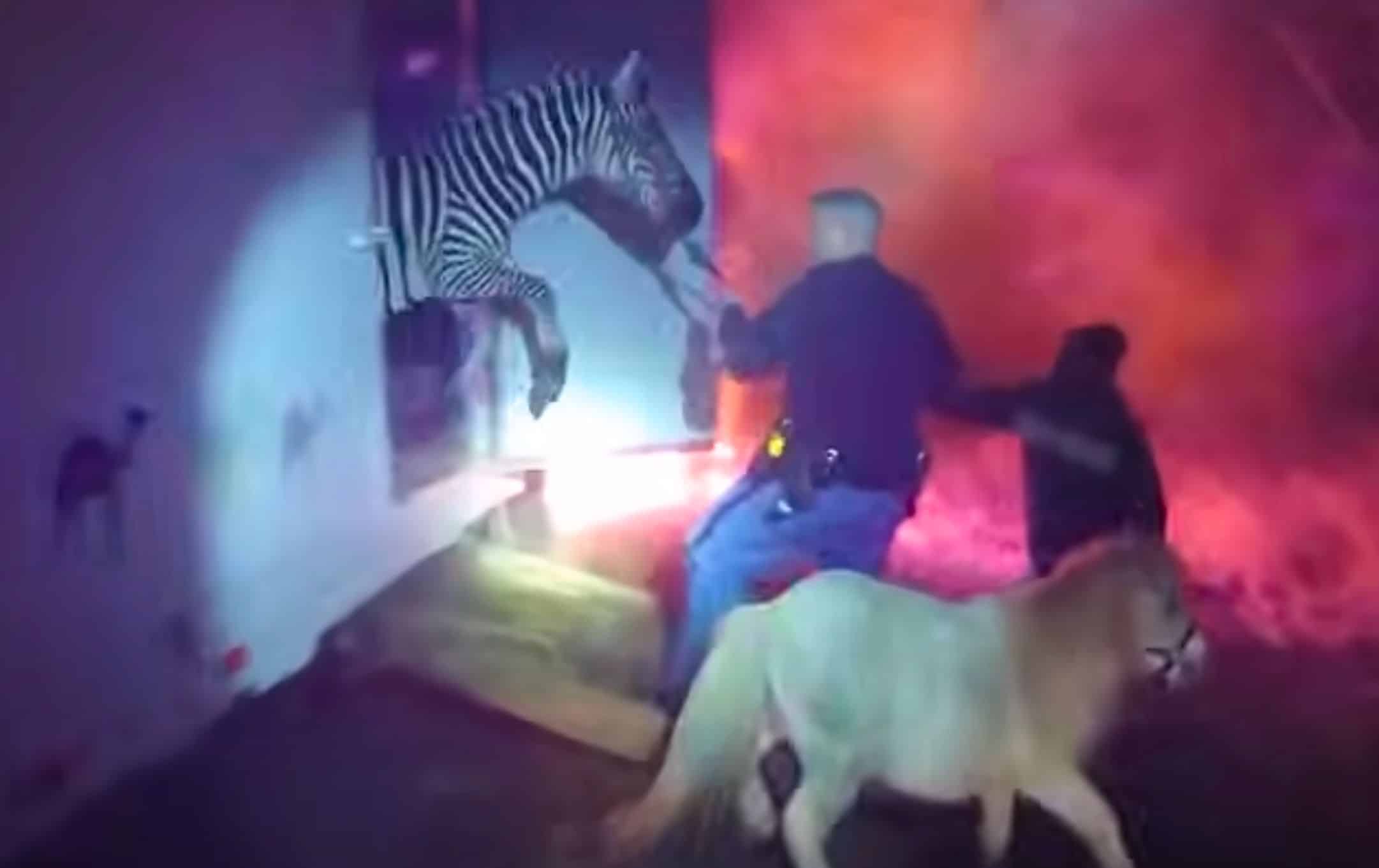 Circus animals saved from burning truck