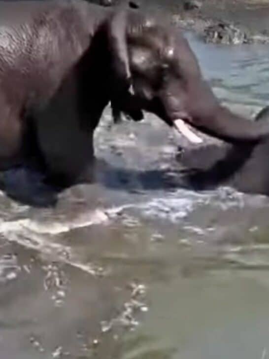 Watch: Elephant Versus Hippo at the Watering Hole 