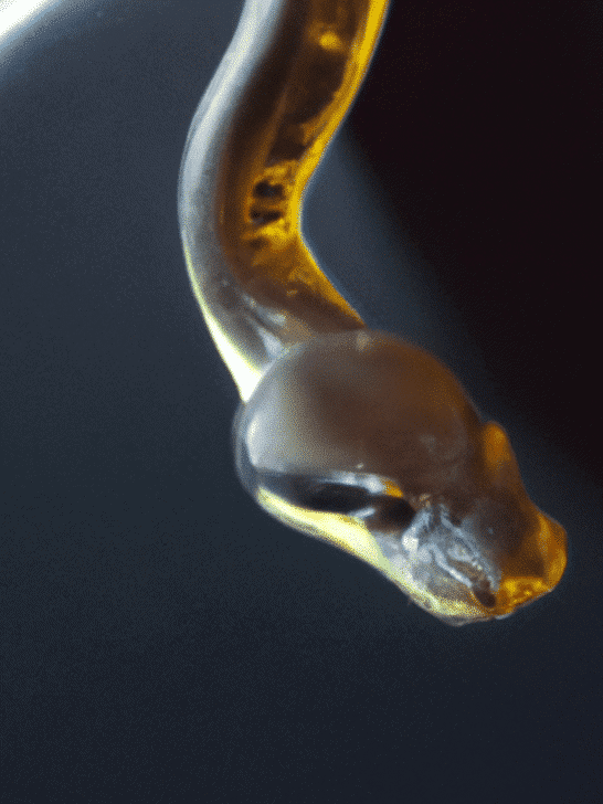 WATCH Snake Encounter On A Plane Surprises Everyone
