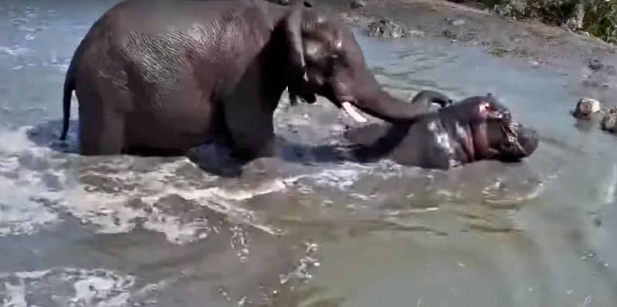 elephant vs hippo at watering hole