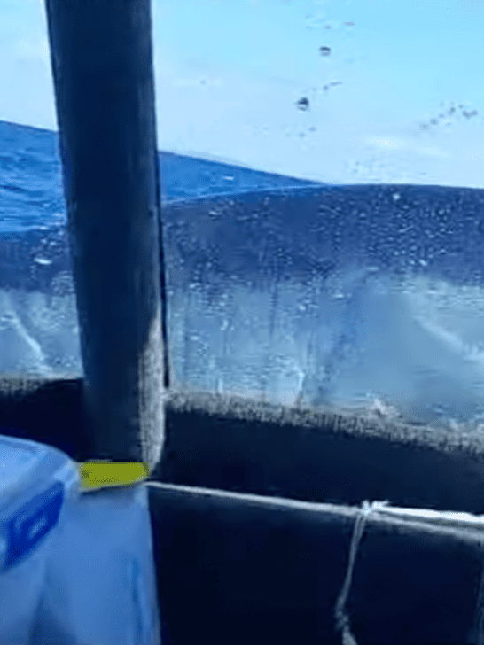 WATCH Rare Encounter When Shark Jumps Onboard Surprising The Fisherman