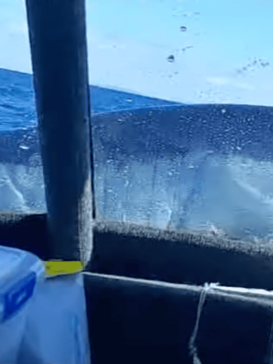 Shark Leaps Onboard Fishing Boat Surprising The Fishermen