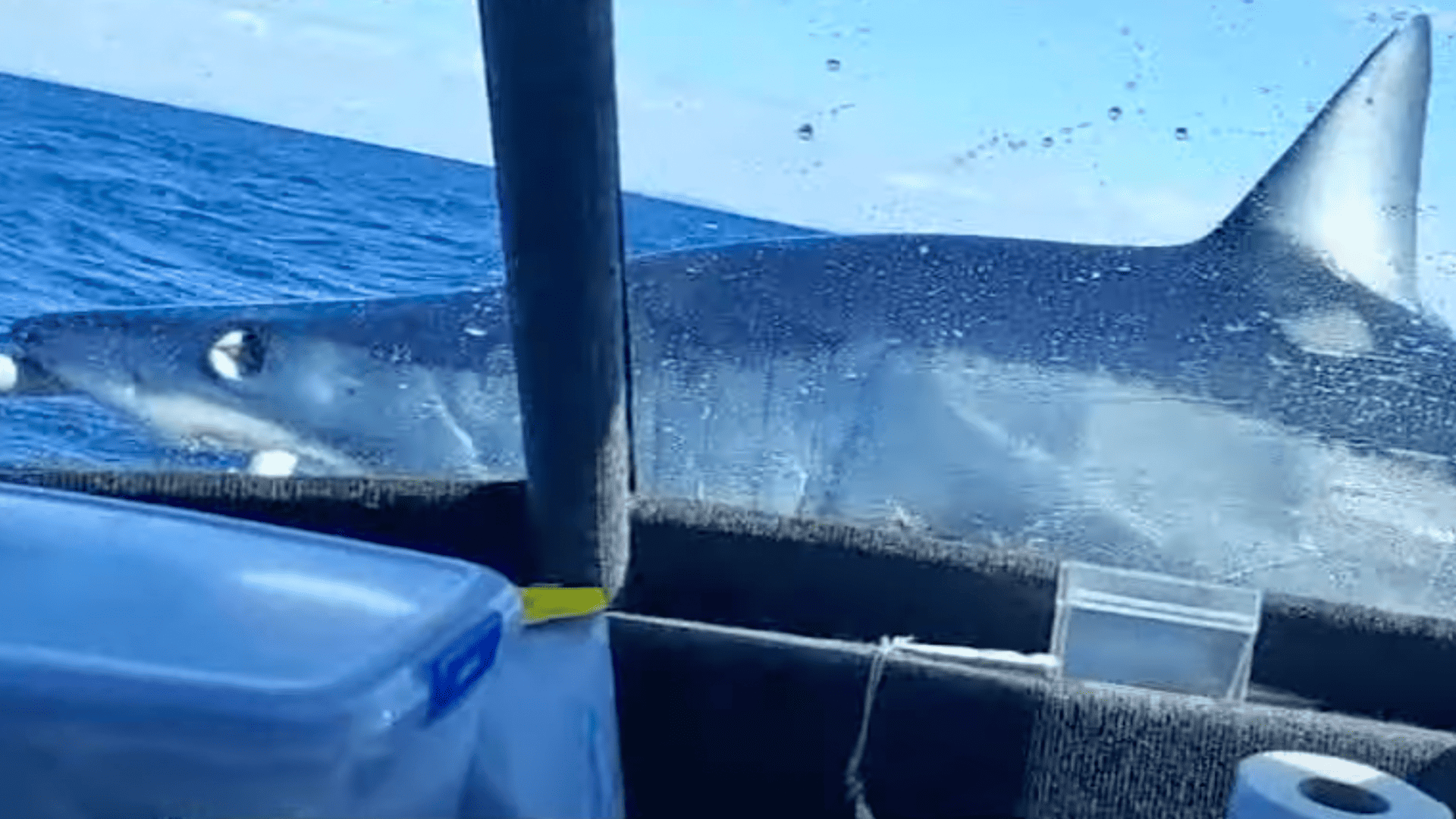 shark jumps onboard