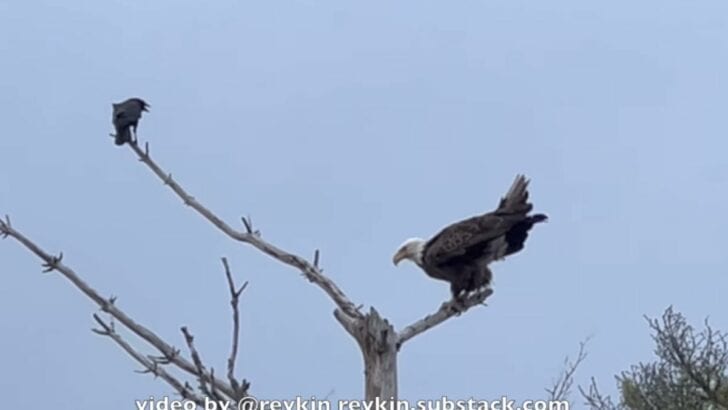 This Eagle&rsquo;s Wild Response To A Scolding Crow