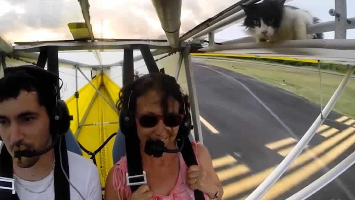 baby kitten discovered mid-flight