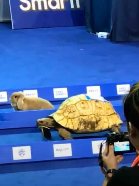 Watch: Age-Old Question of Who Wins Tortoise Vs. Hare Is Answered