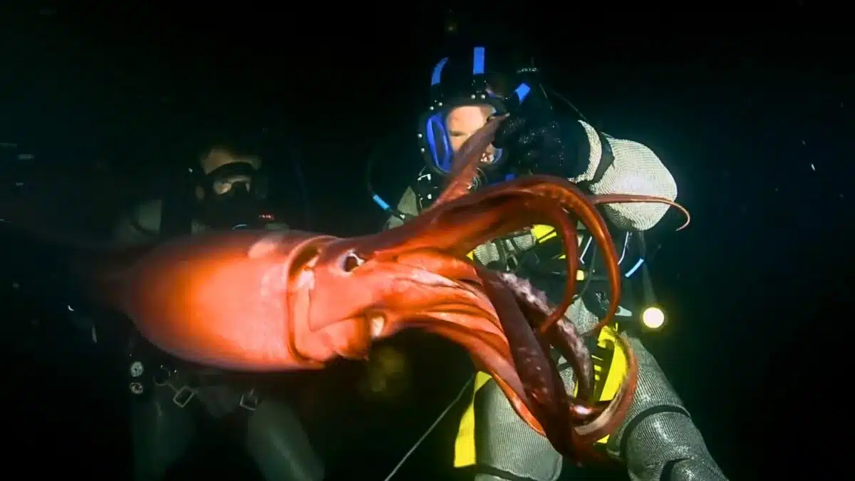 the deadliest squid in the world