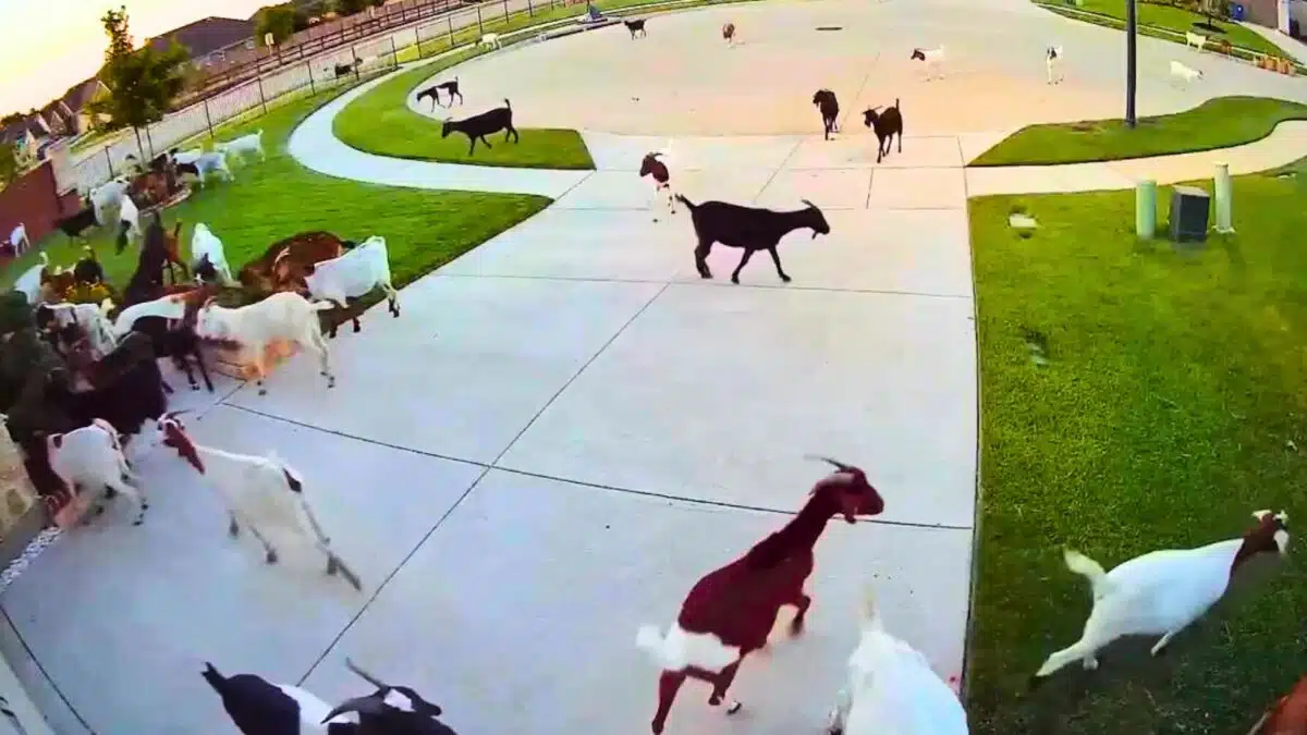 Texas neighborhood taken over by goats