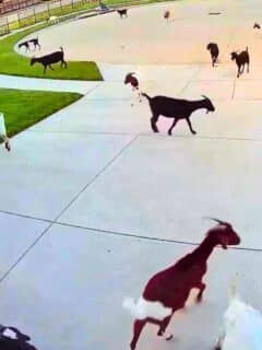 Texas neighborhood taken over by goats