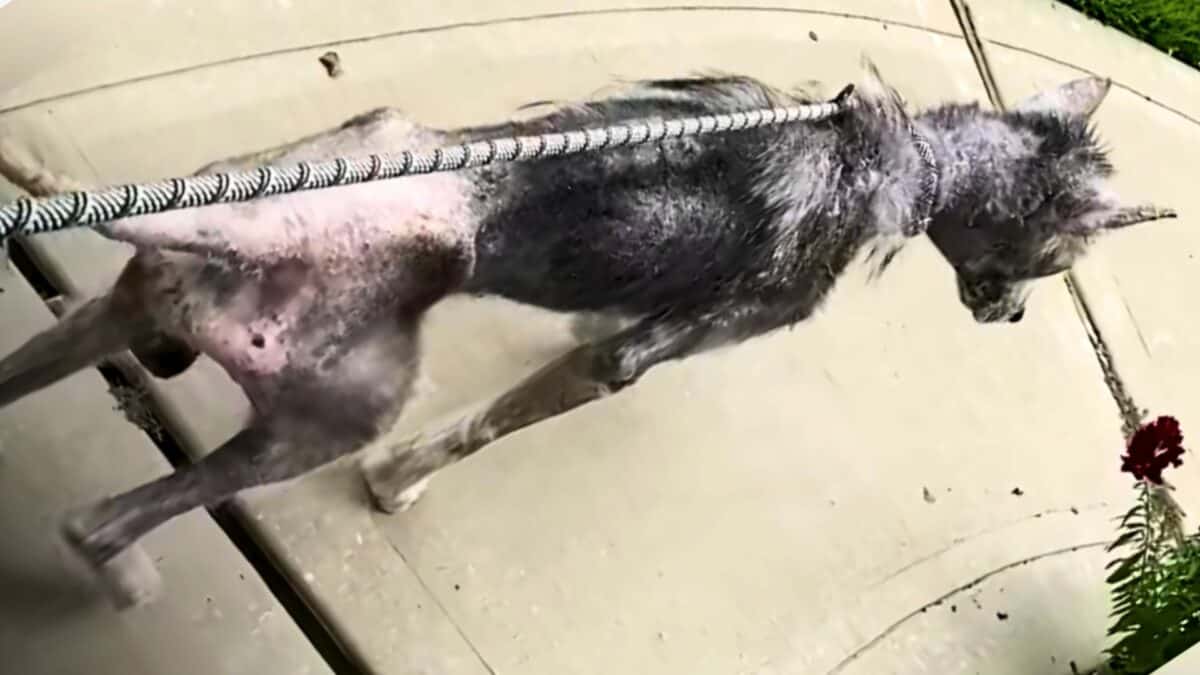 rescued dog goes from skeleton