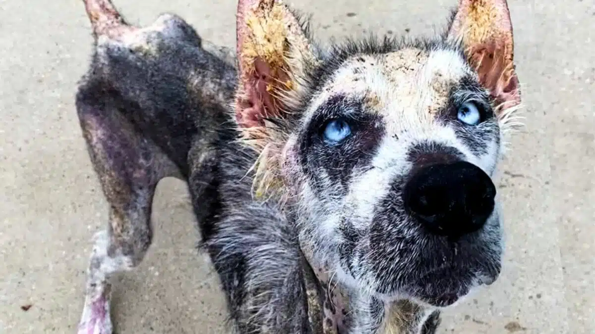 rescued dog goes from skeleton