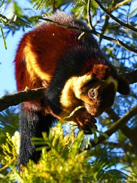 Watch: Indian Giant Squirrel – The Largest Squirrel on Earth