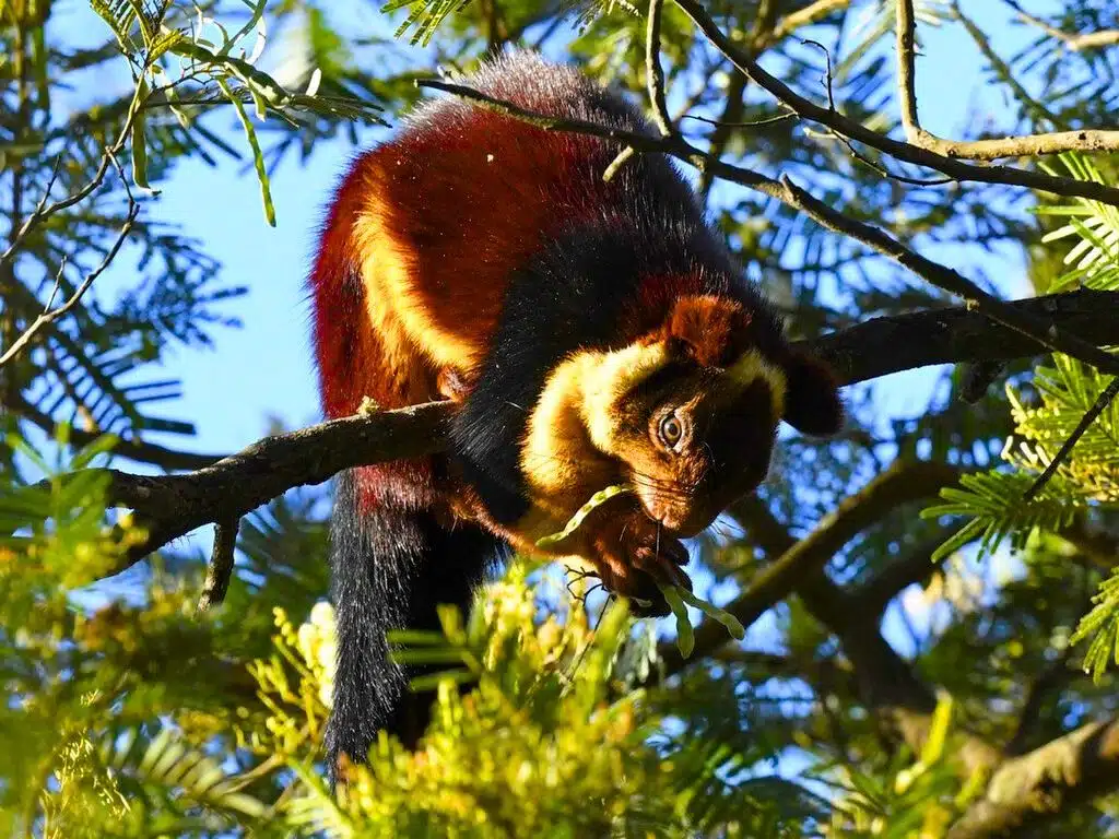 Indian Giant Squirrel