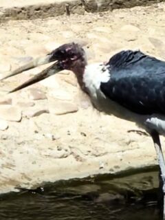 baby springbok killed by marabou stork