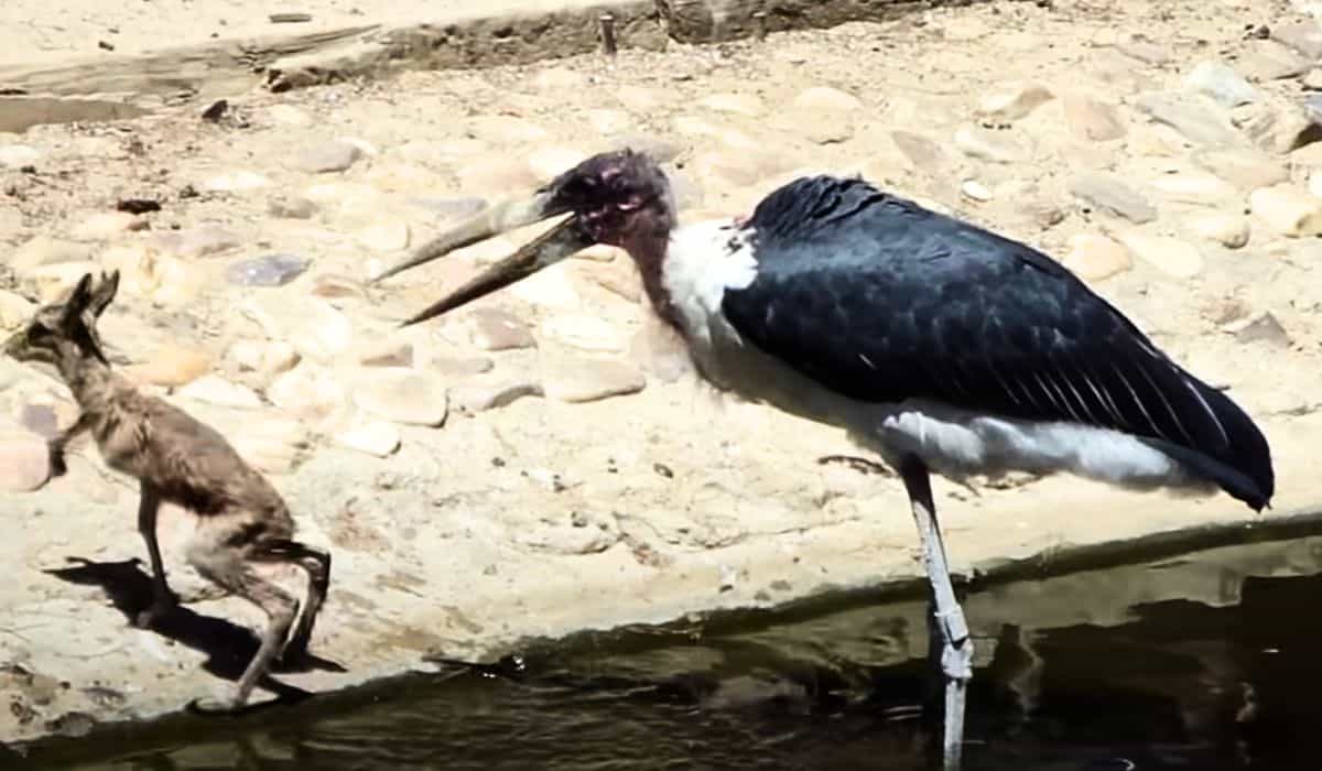 baby springbok killed by marabou stork