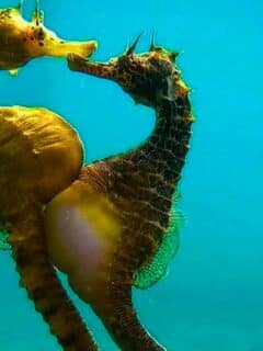 seahorse transferring eggs