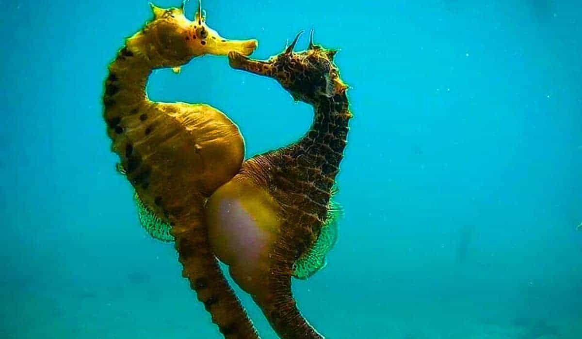 seahorse transferring eggs