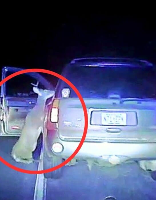 Deer Tries Jumping Inside Car After Being Hit in New Jersey