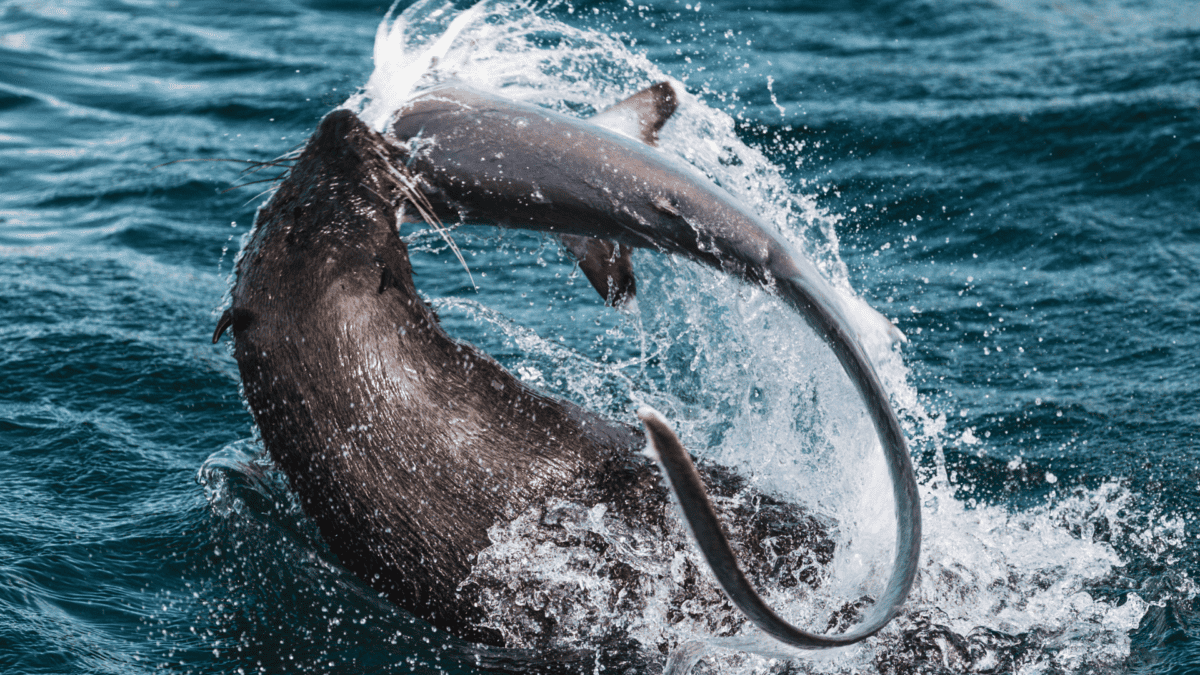 Rare sighting of a Cape Fur Seal preying on a Thrasher Shark near the coast of Cape Town. Image by Gunnar Oberh&ouml;sel @theglobetrotterguy