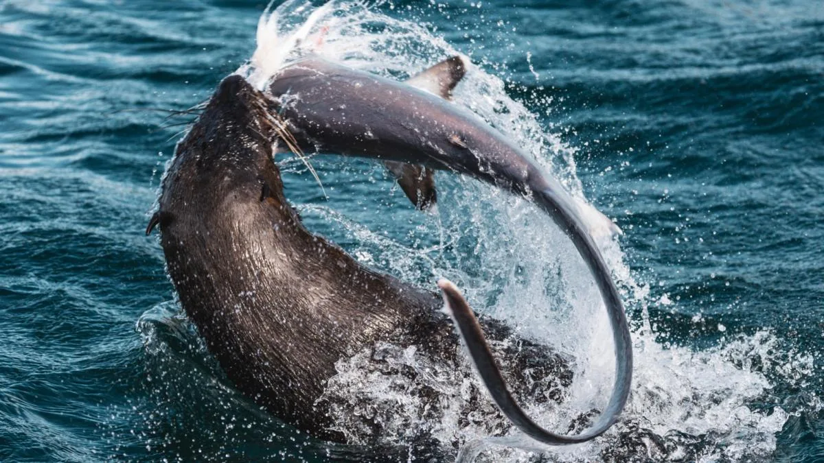 Rare sighting of a Cape Fur Seal preying on a Thrasher Shark near the coast of Cape Town. Image by Gunnar Oberhösel @theglobetrotterguy