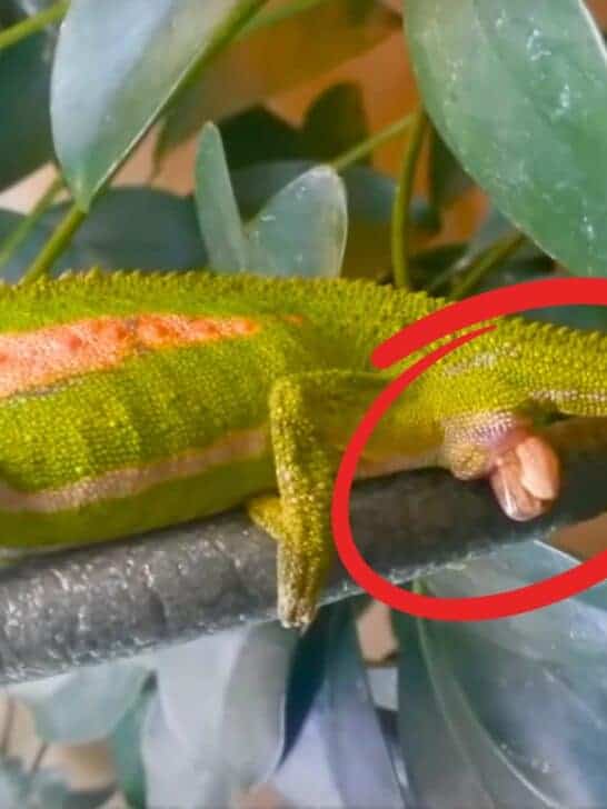 Discover 4 Chameleons Who Give Live Birth