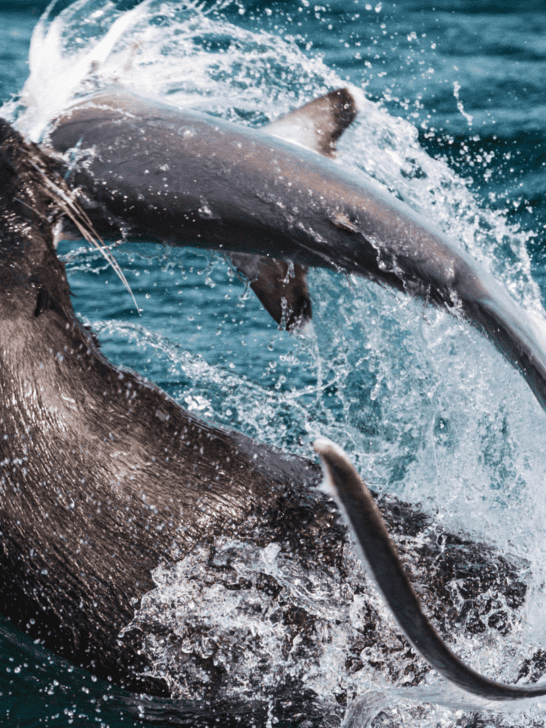 Rare Sighting: Cape Fur Seal Preys On Thresher Shark in Cape Town