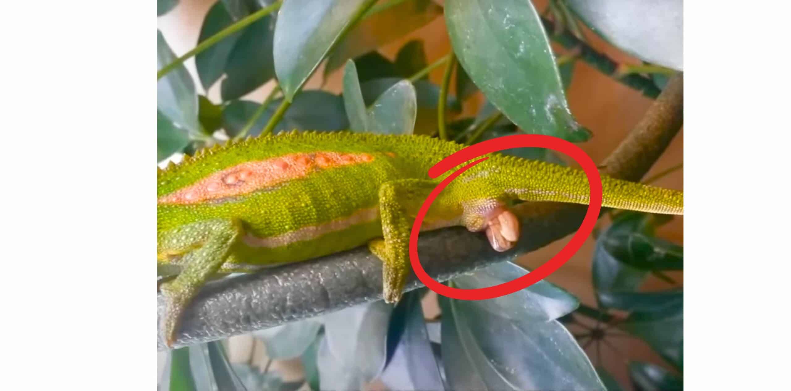 Chameleon Live Birth