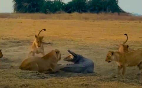 Rare Footage of Lions Hunting a Crocodile in Zambia