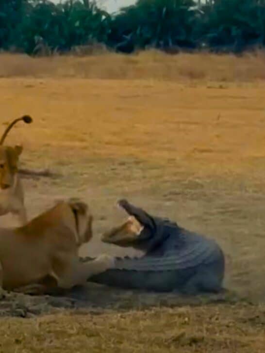 Watch: Rare Footage of Lions Hunting a Crocodile in Zambia